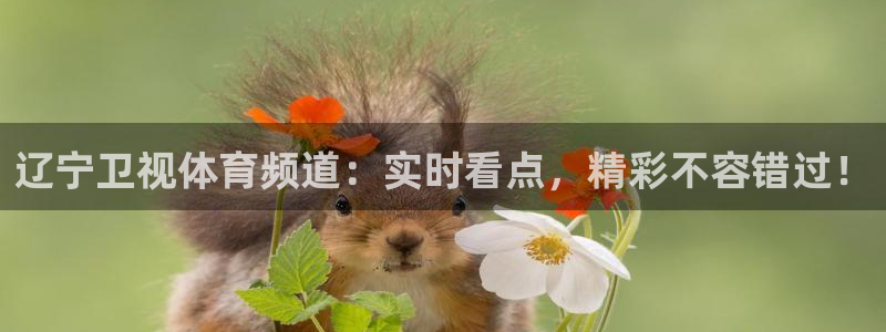 黑白直播免费体育直播：辽宁卫视体育频道：实时看点，精彩不容错过！