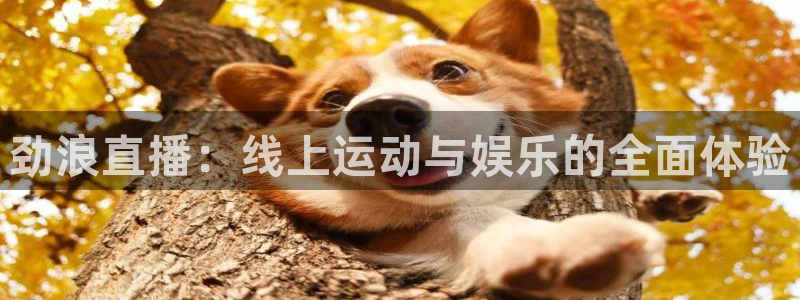 黑白直播体育app官方下载：劲浪直播：线上运动与娱乐的全面体验