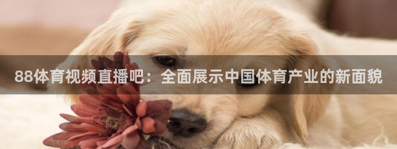 黑白直播nba免费观看下载篮球：88体育视频直播吧：全面展示中国体育产业的新面貌